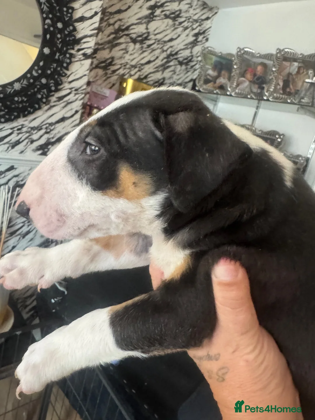English Bull Terrier dogs for sale: English bull terriers puppies - Advert 1