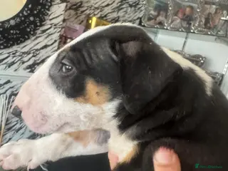 Bull Terrier dogs English bull terriers puppies - Advert 1