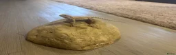 Bearded Dragon reptiles for sale: Baby Bearded Dragon 12 weeks - Advert 10