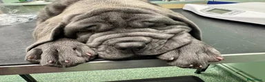 Neapolitan Mastiff 1