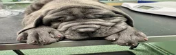 Neapolitan Mastiff dogs for sale: 1 girl puppy Neapolitan mastiff 8 week  - Advert 4