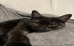 Mixed Breed cats for sale: 4 year old female cat up for adoption  - Advert 1