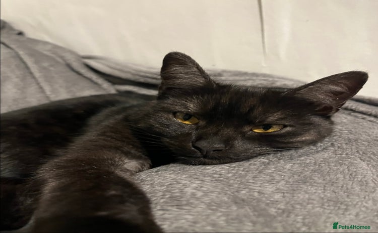 Mixed Breed cats 4 year old female cat up for adoption  - Advert 16