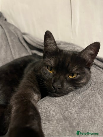 Mixed Breed cats 4 year old female cat up for adoption - Advert 16