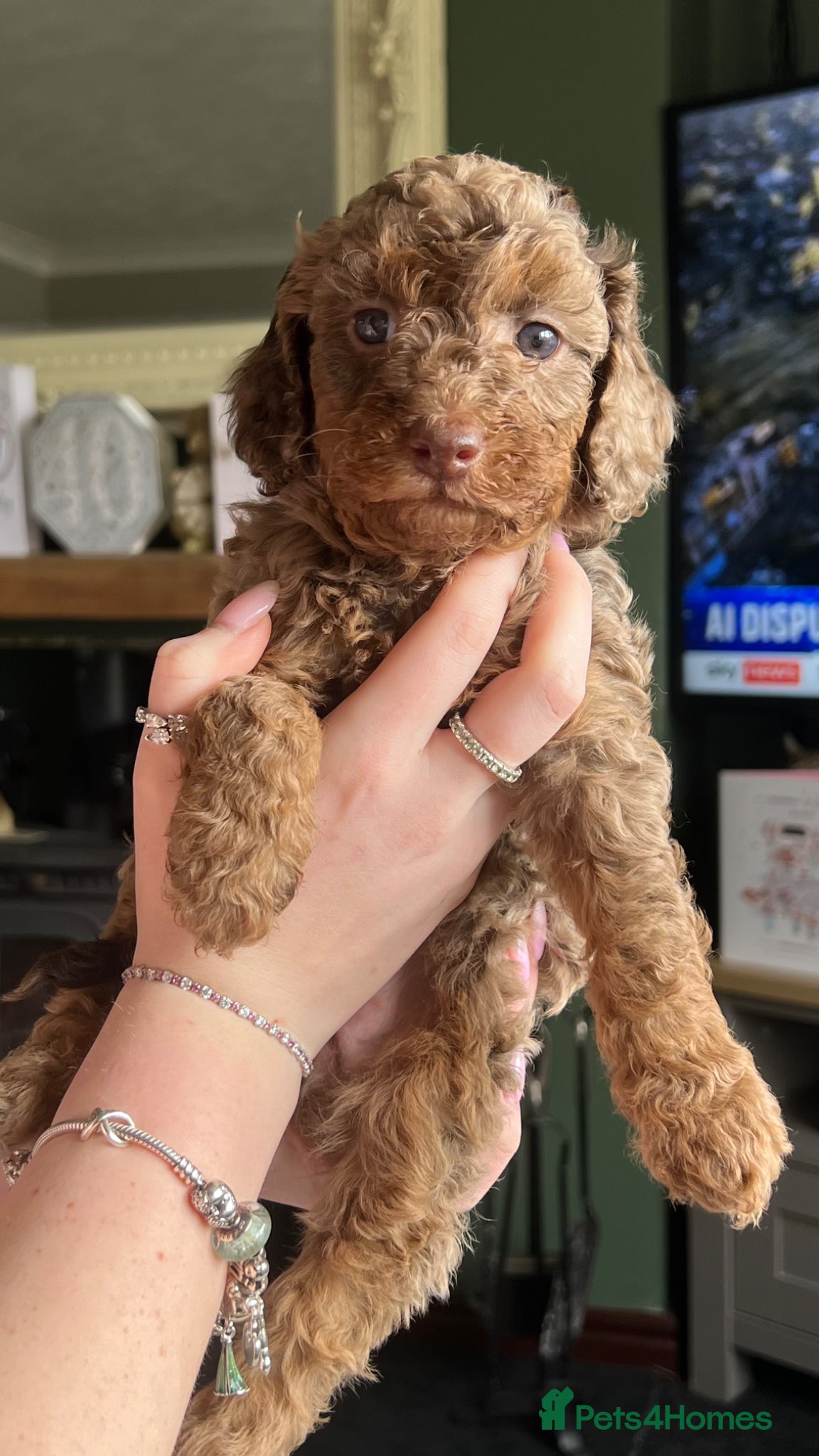 Cockapoo dogs Beautiful Minature F2B Cockapoos - Advert 4