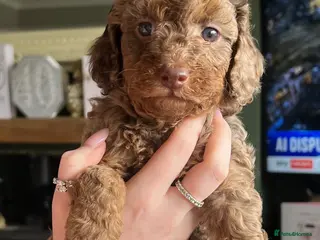 Cockapoo dogs Beautiful Minature F2B Cockapoos - Advert 4