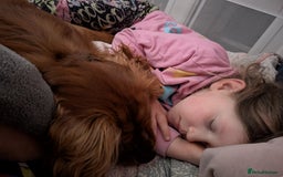 Cavalier King Charles Spaniel dogs for sale: Beautiful Cavalier Boy Reluctant Rehome - Image 8