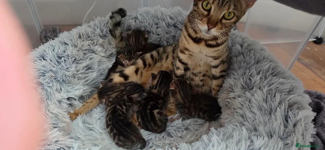 Bengal cats for sale: 🐾 Our beautiful Bengal kittens are now ready in Leicester - Advert 2
