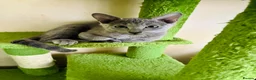 Russian Blue cats for sale: TICA 5* Pedigree Russian blue kittens - Advert 10