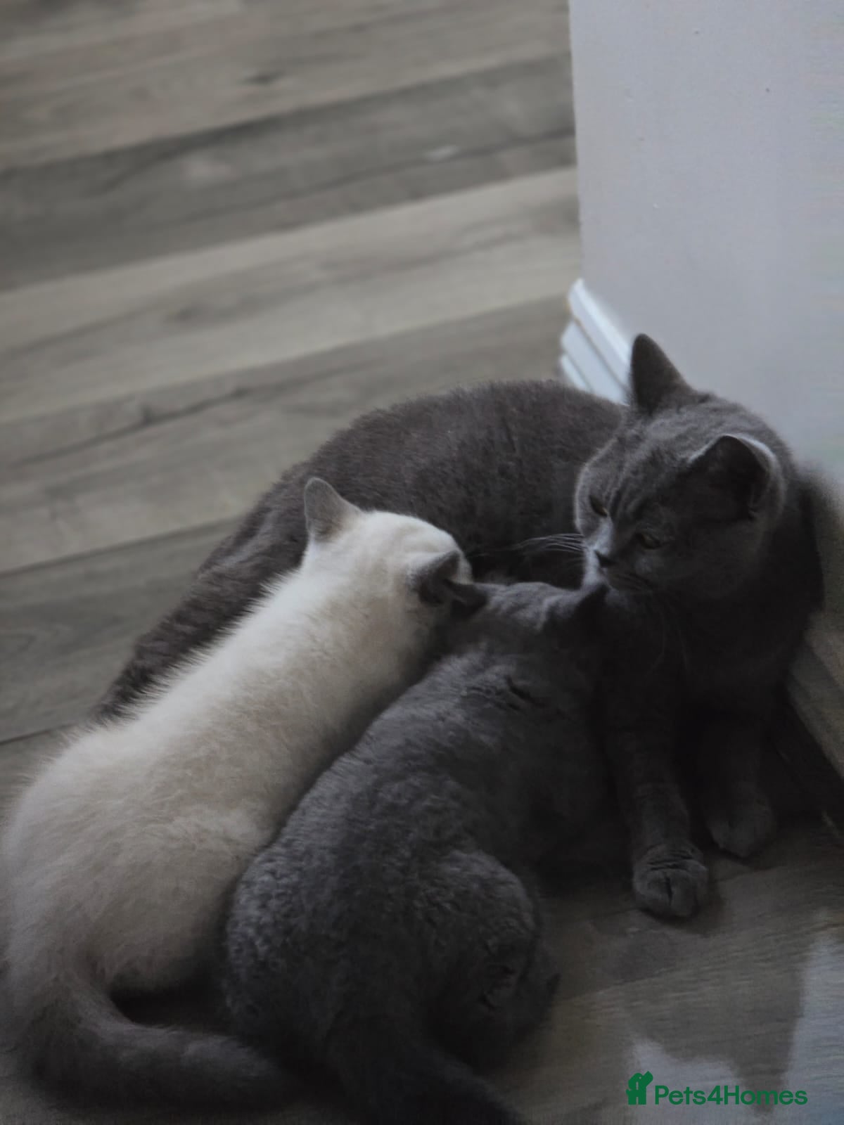 British Shorthair cats British shorthair  - Advert 10