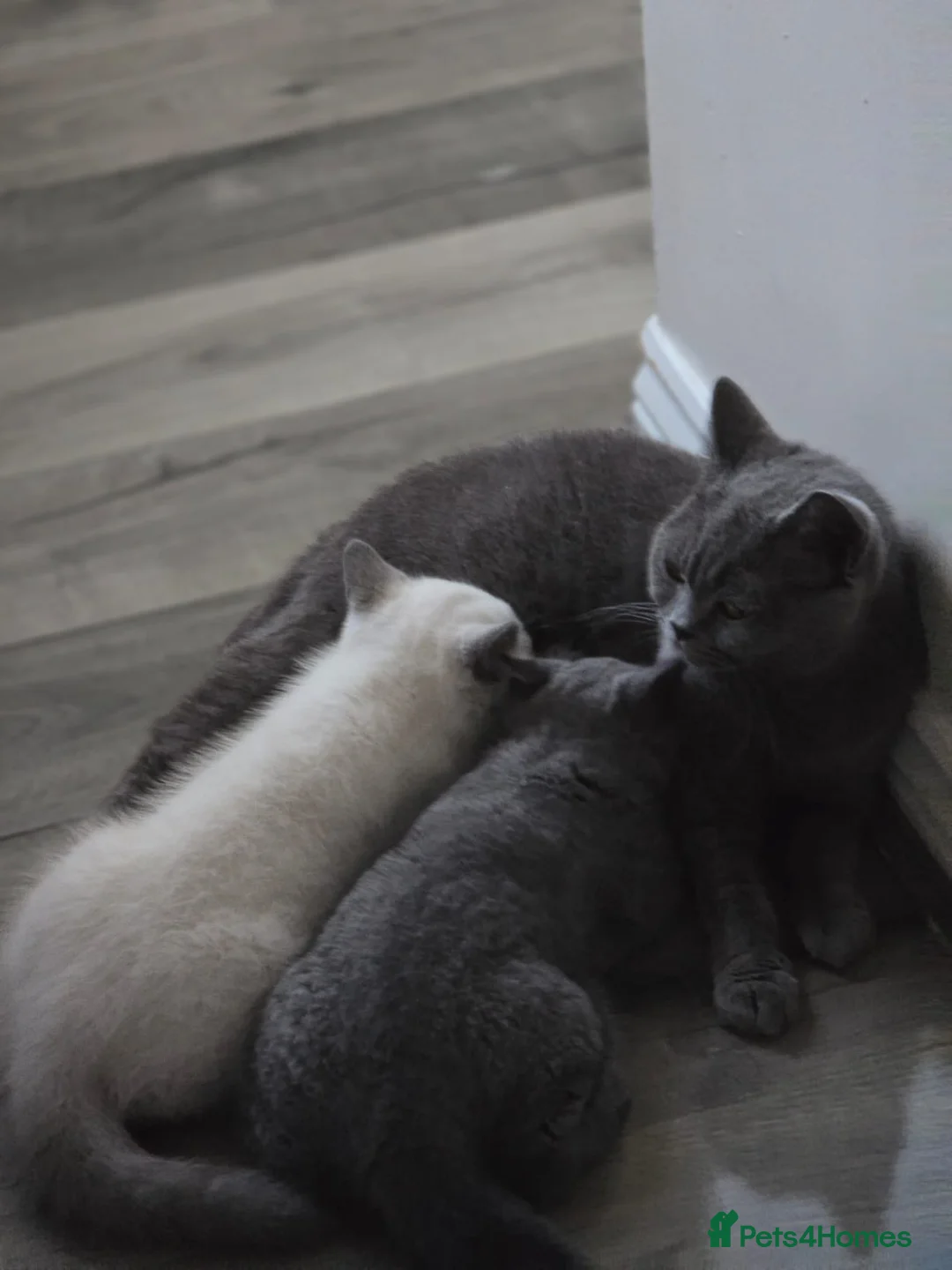 British Shorthair cats for sale: British shorthair  - Advert 1
