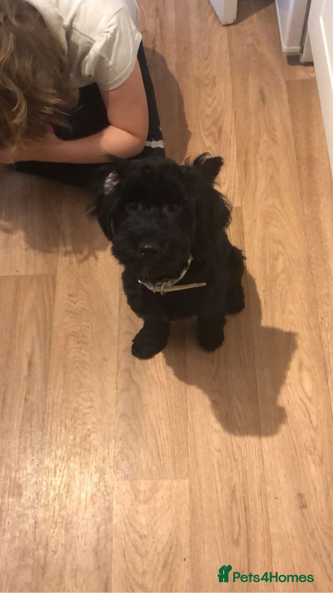 Cockapoo dogs for sale: Male cockapoo - Image 8