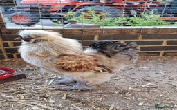 Chickens poultry for sale: Silkie Hatching Eggs - Image 1