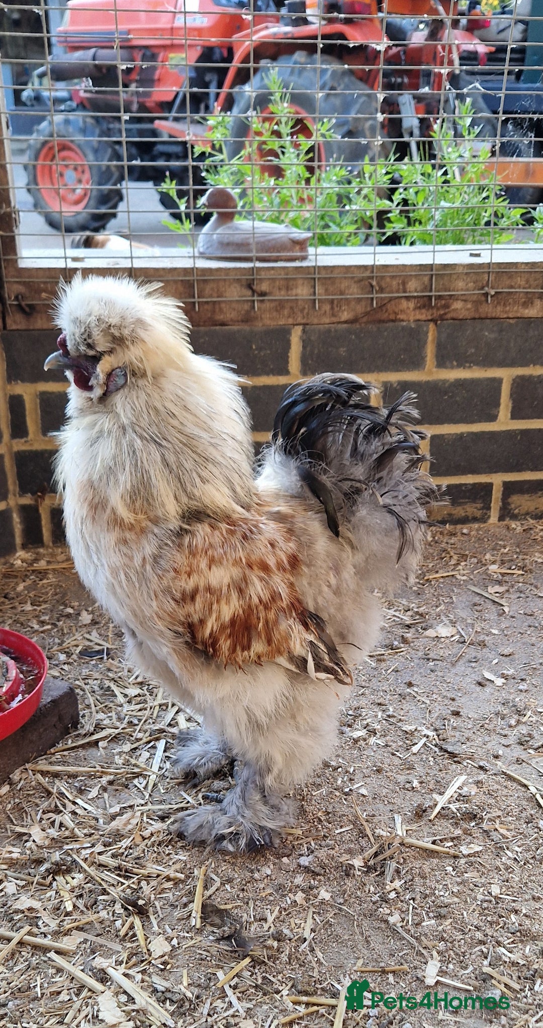 Chickens poultry for sale: Silkie Hatching Eggs - Image 1