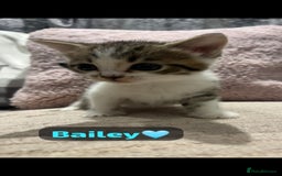 Mixed Breed cats for sale: 7 Beautiful Kittens 🩷💙 - Image 8