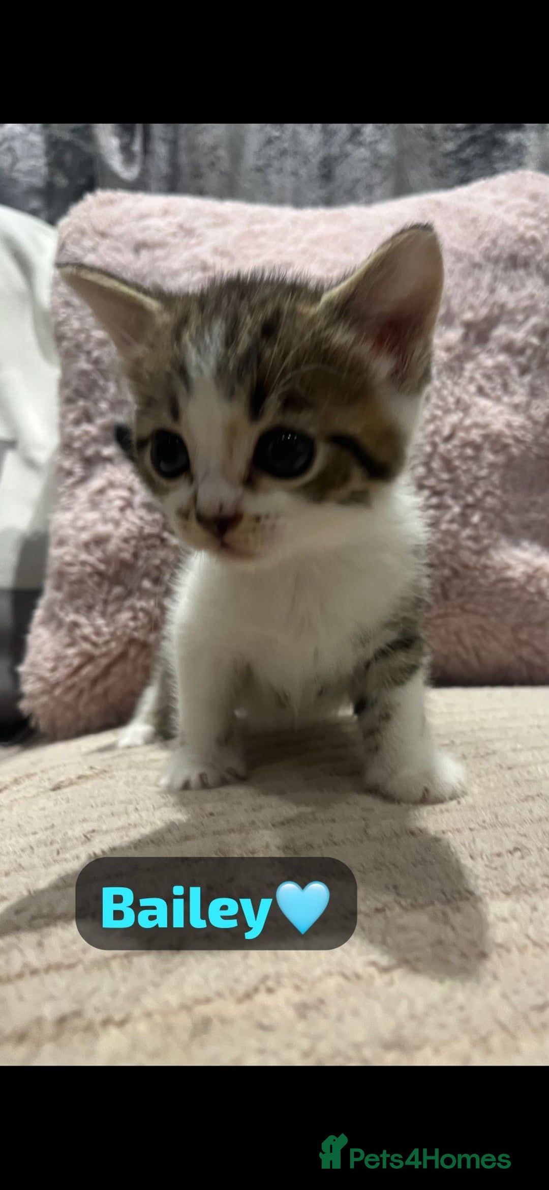 Mixed Breed cats for sale: 7 Beautiful Kittens 🩷💙 - Image 8