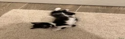 Mixed Breed cats for sale: Beautiful kittens  in Rugby - Advert 4