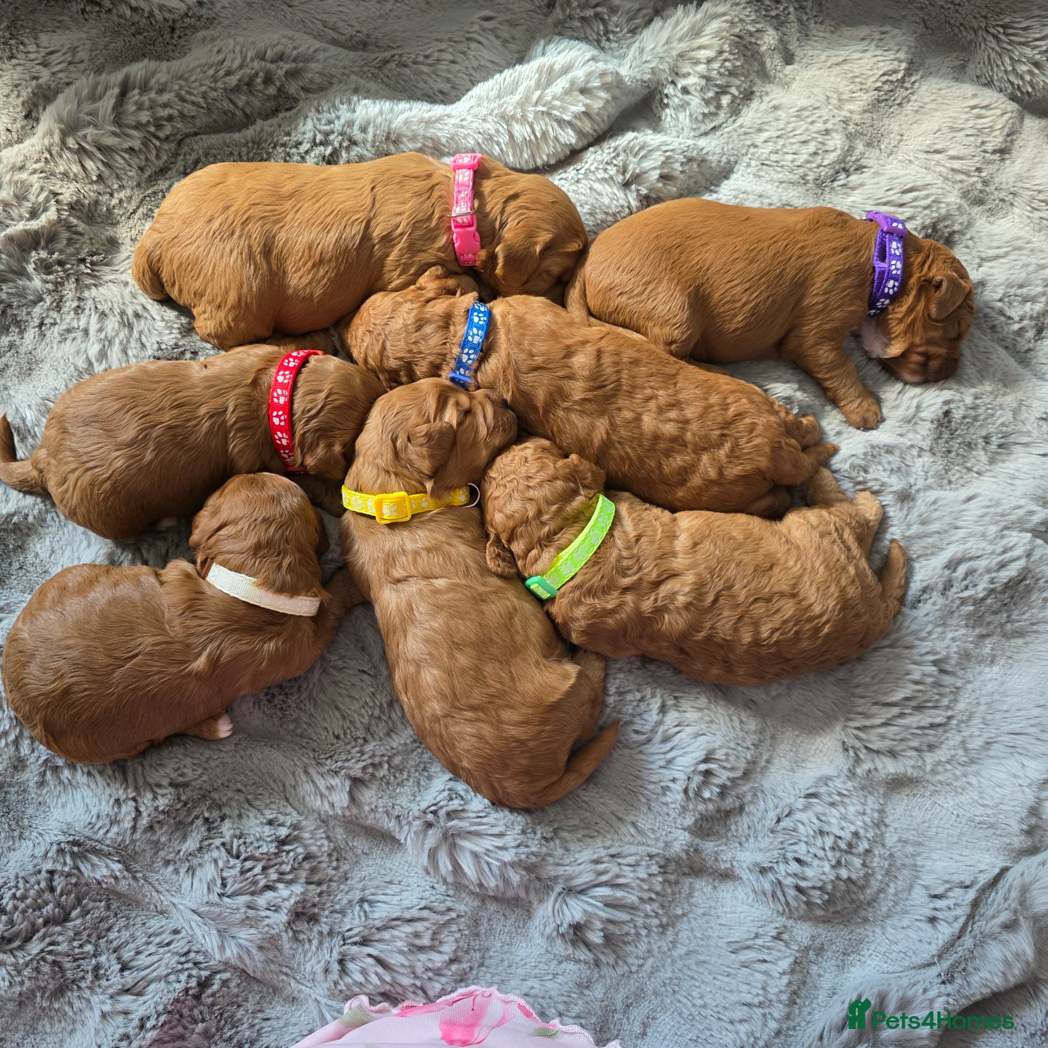 Cockapoo dogs for sale: Adorable f2 cockapoo  in Swadlincote - Advert 16
