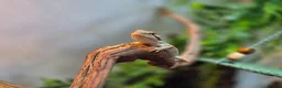 Bearded Dragon reptiles for sale: Male Baby Beardie & Vivarium  - Advert 1