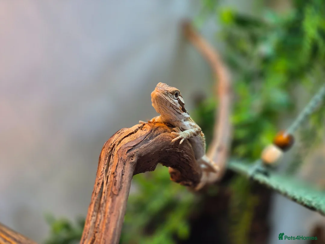 Bearded Dragon reptiles for sale: Male Baby Beardie & Vivarium  - Advert 1
