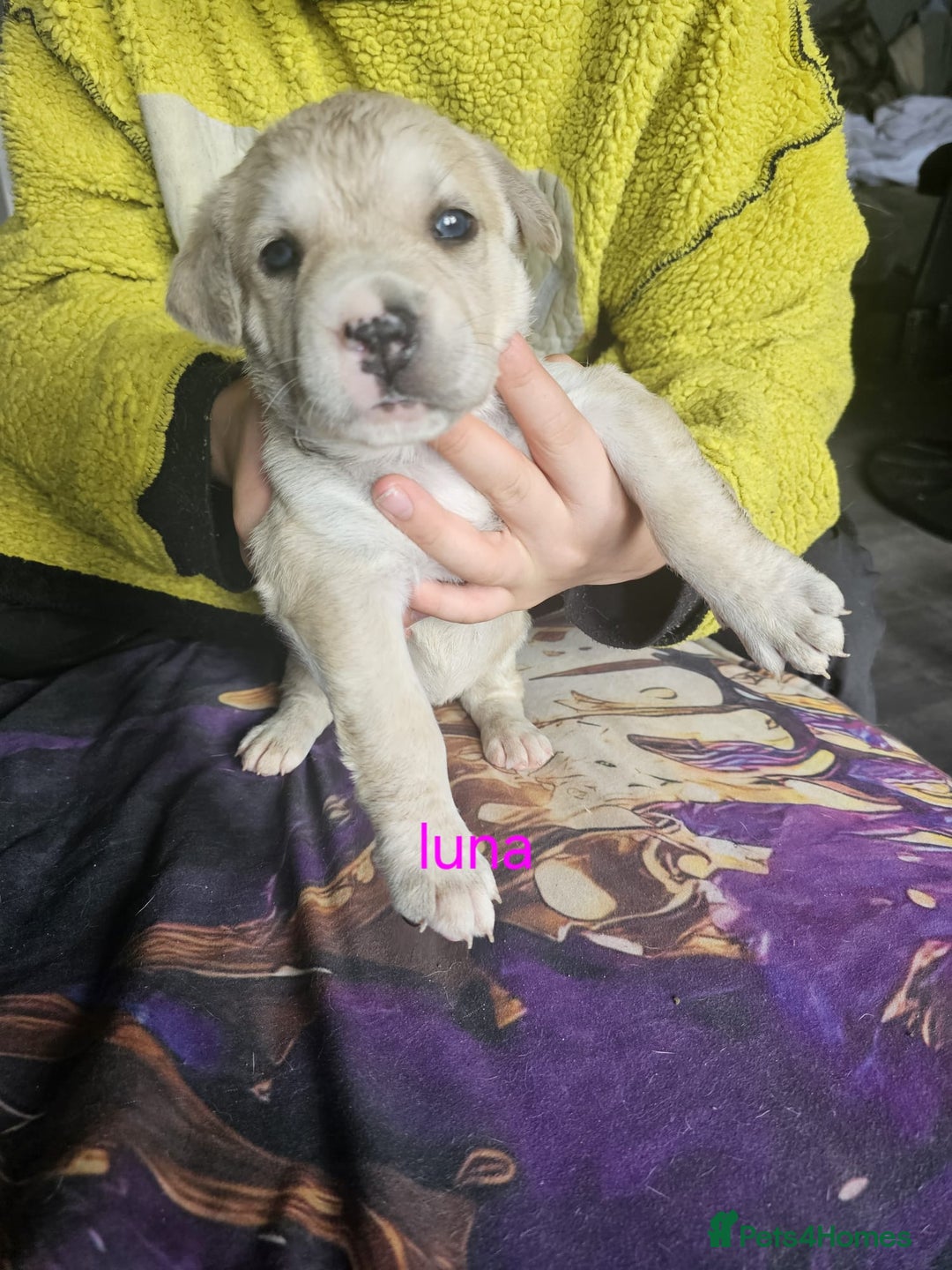 Mixed Breed dogs for sale: PEBBLES LEFTGerman shepherd cross puppies - Image 8