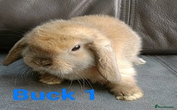 Mini Lop rabbits for sale: 🐰Beautiful mixed litter of Plush x Mini Lop kits - Image 12