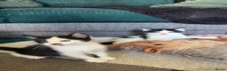 Mixed Breed cats for sale: Beautiful little of black and white fluffy kittens - Advert 5