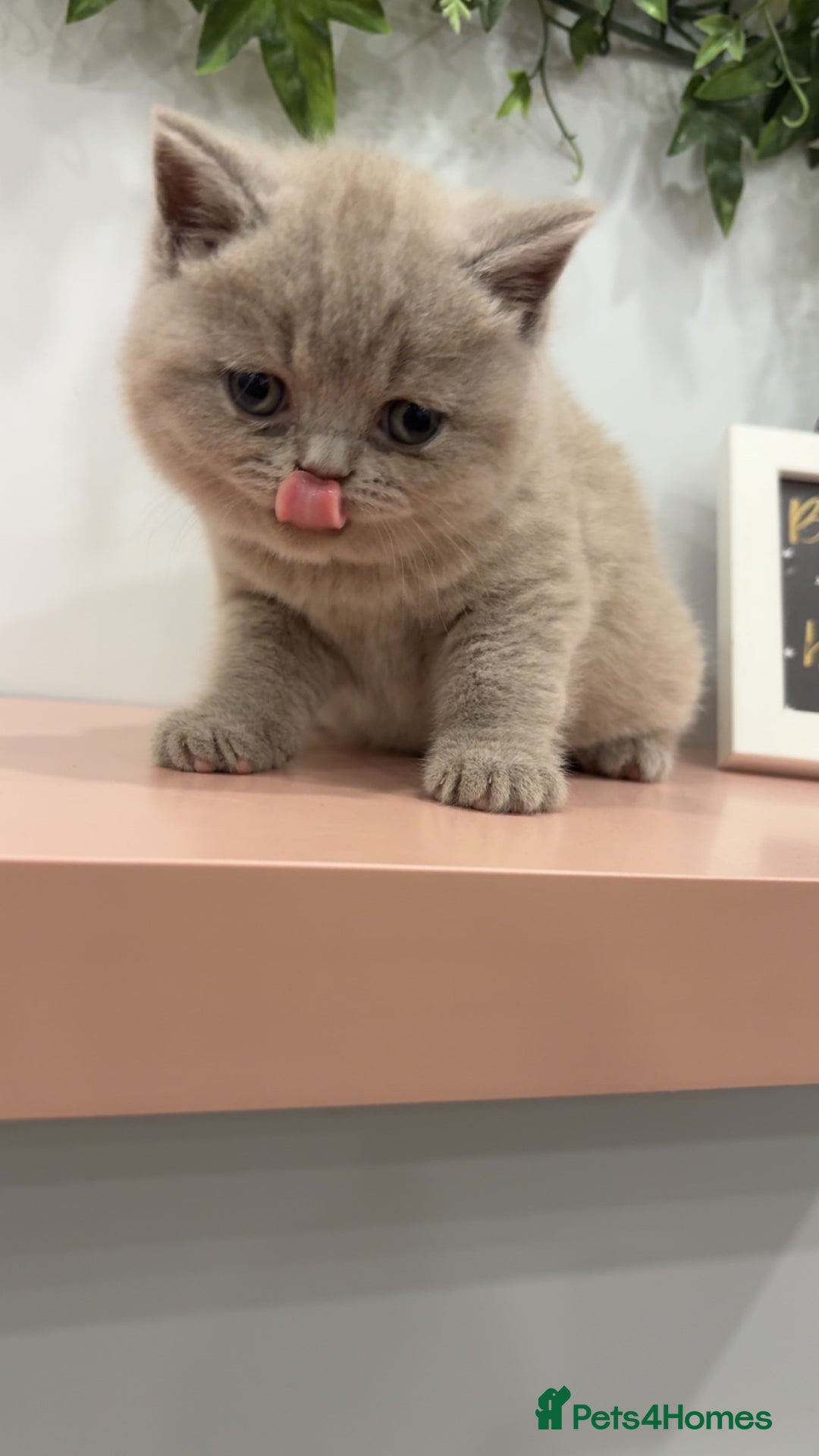 British Shorthair cats for sale: BSH kittens for sale from pedigree parents - Advert 28