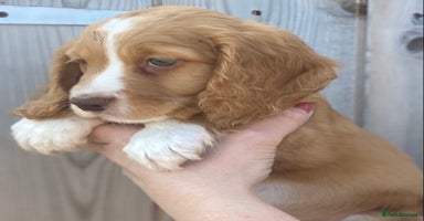 Cocker Spaniel dogs - Advert 8