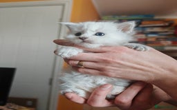 Maine Coon cats for sale: Shaded and Shell Maine Coon kittens - Image 12