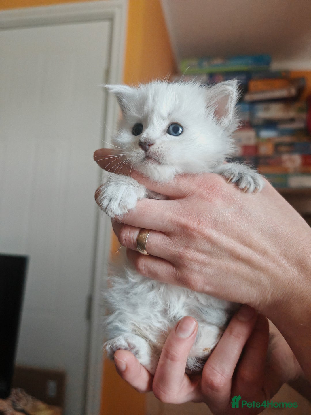 Maine Coon cats for sale: Shaded and Shell Maine Coon kittens - Image 12