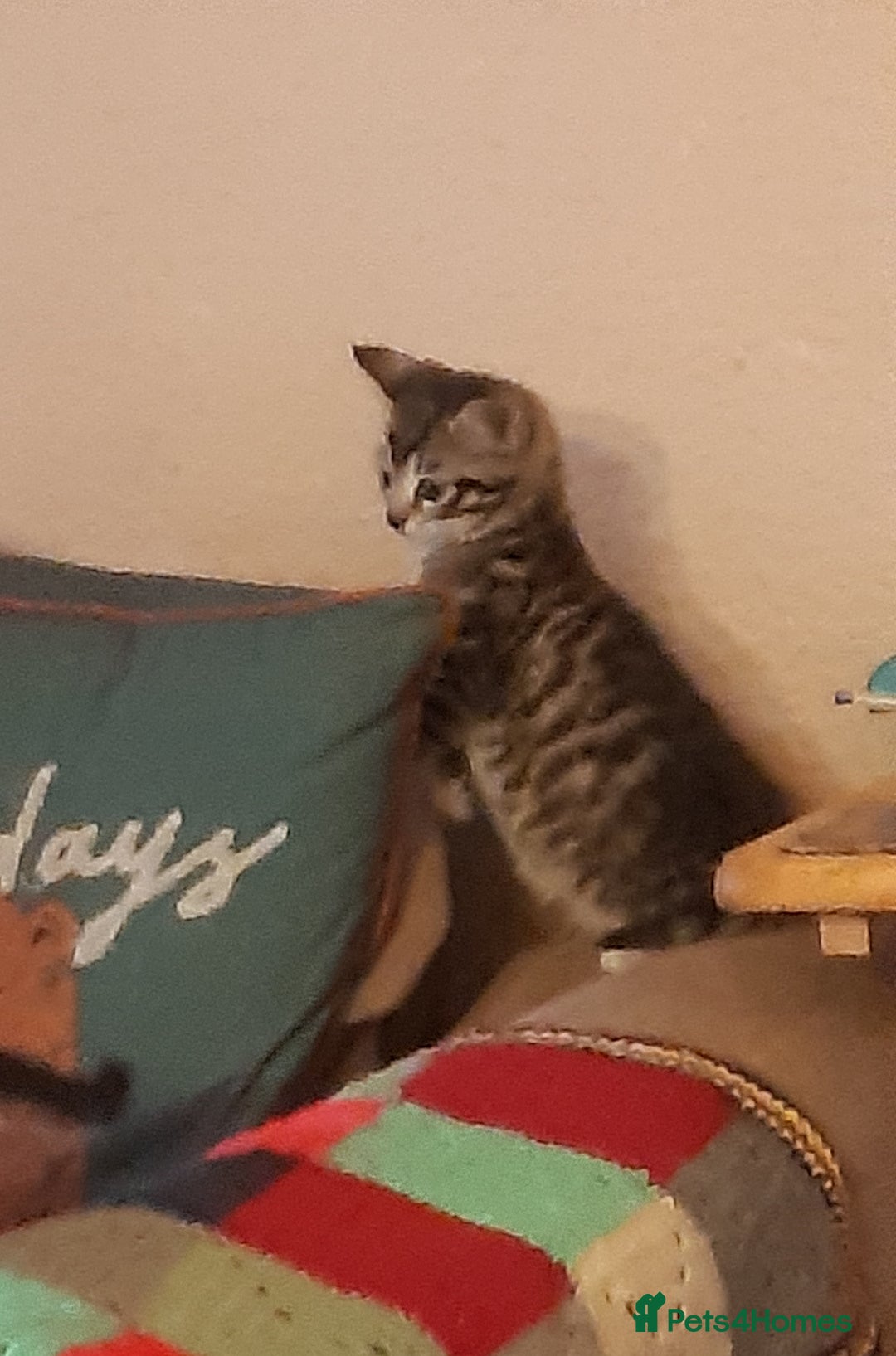 Mixed Breed cats for adoption: Two lovely rescue kittens for adoption - Advert 6