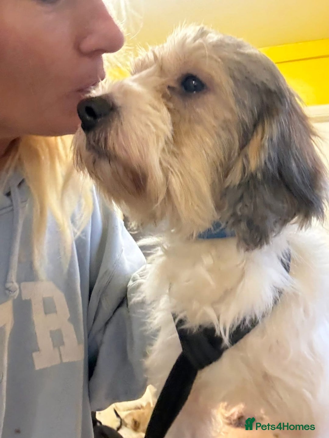 Mixed Breed dogs for adoption: Max - Hingham Norfolk  - Advert 10