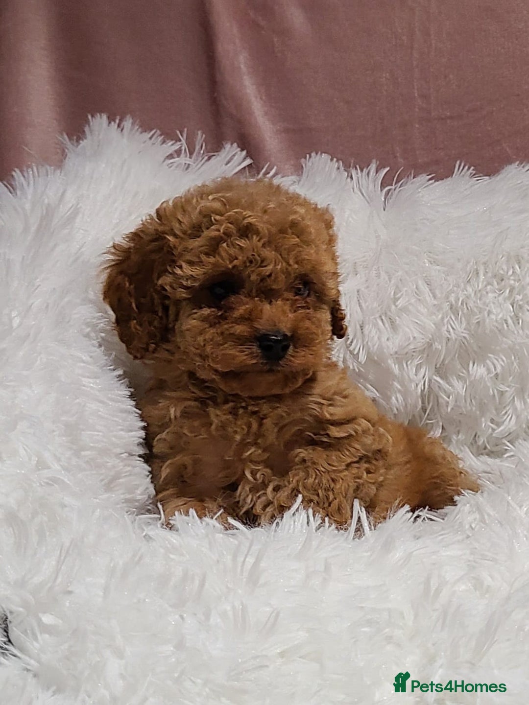 Cavapoo dogs for sale: Stunning Toy Cavapoo Puppies DNA Tested Parents - Advert 4