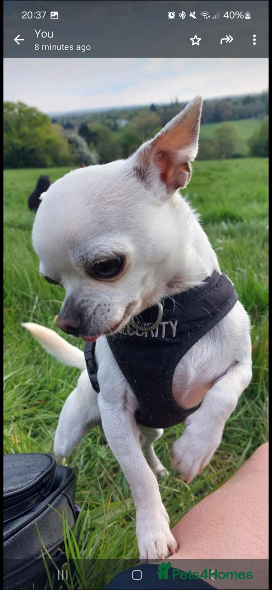 Chihuahua dogs for sale: Benny male chihuahua  - Advert 3