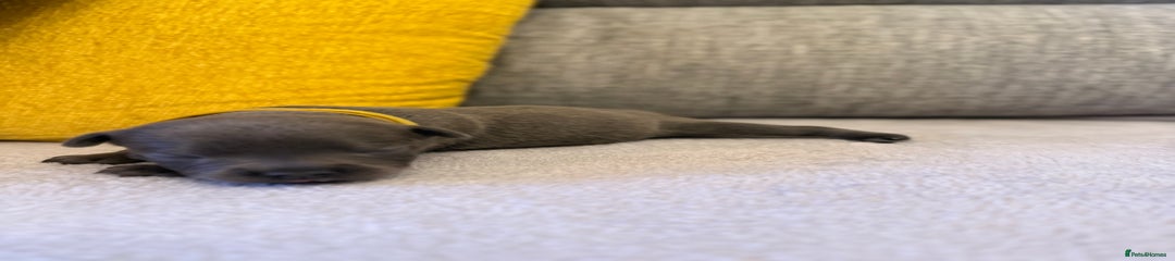 Yellow collar girl 