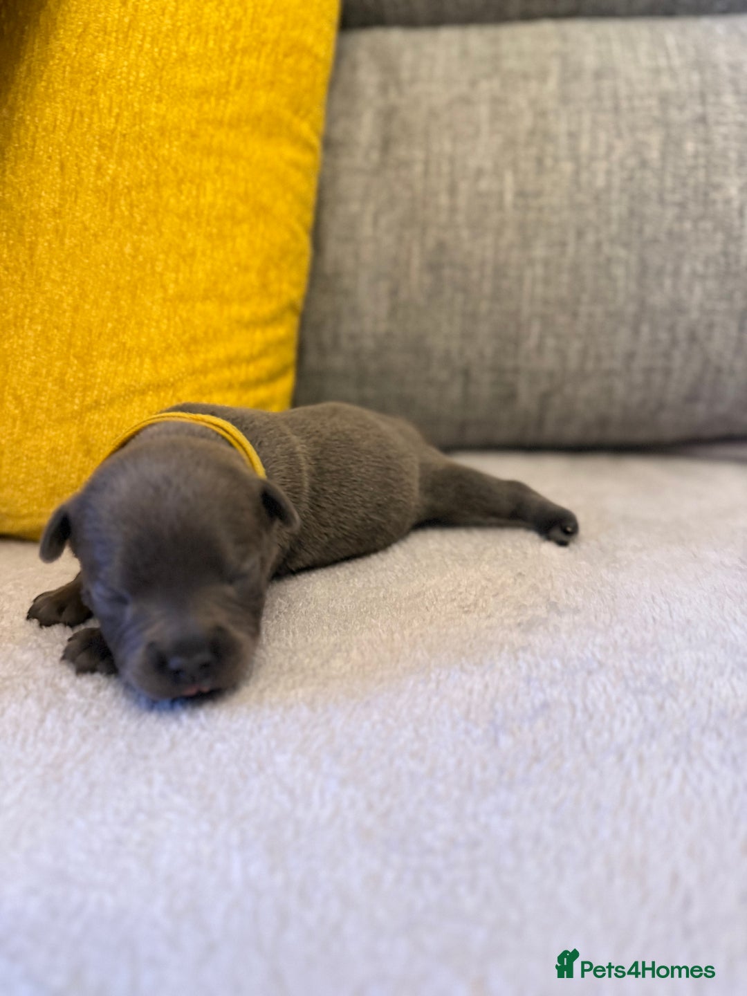 Staffordshire Bull Terrier dogs for sale: 7 BEAUTIFUL STAFFY PUPS SIRED BY CH FIGO - Image 13
