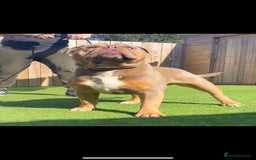 Olde English Bulldogge dogs for stud: 💥olde English bulldog stud💥 - Image 7