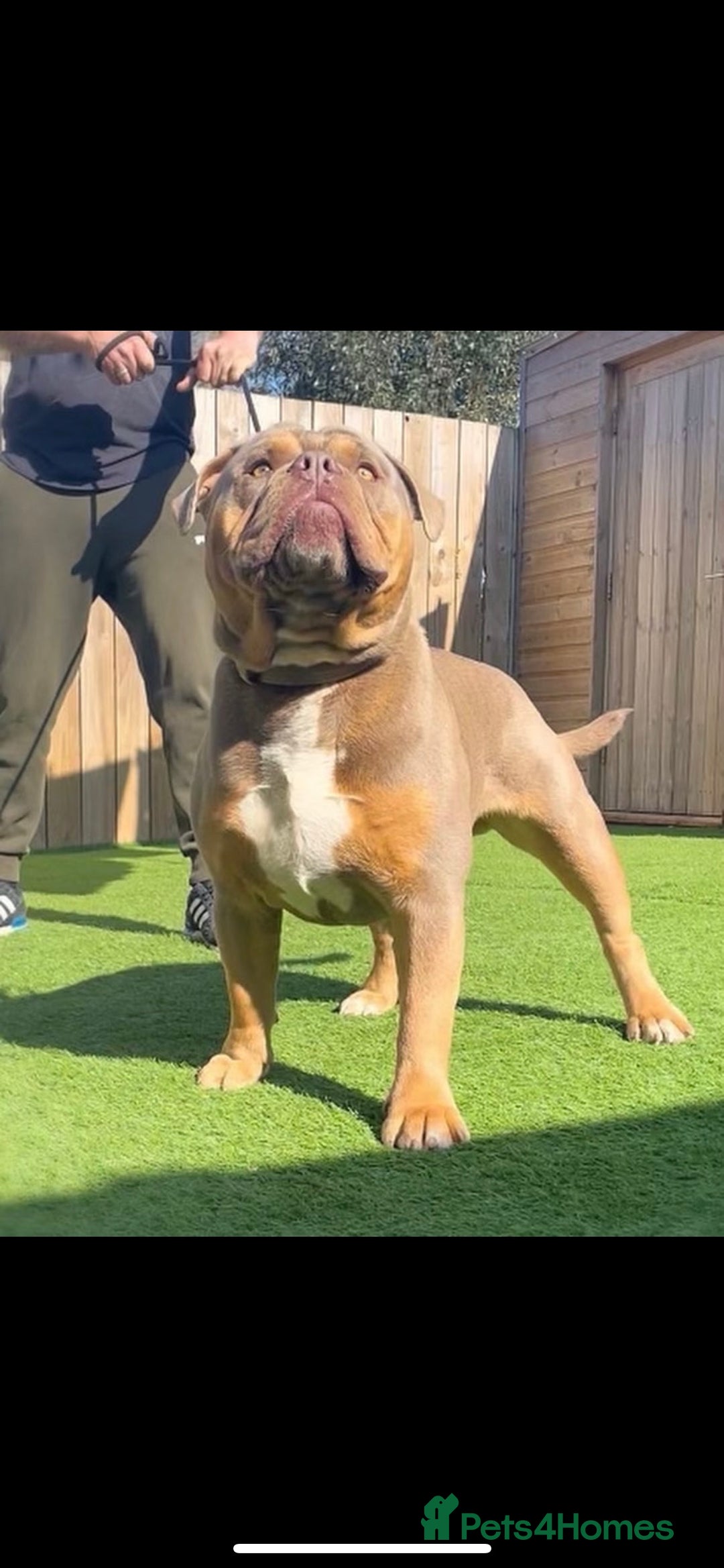 Olde English Bulldogge dogs for stud: 💥olde English bulldog stud💥 - Image 7