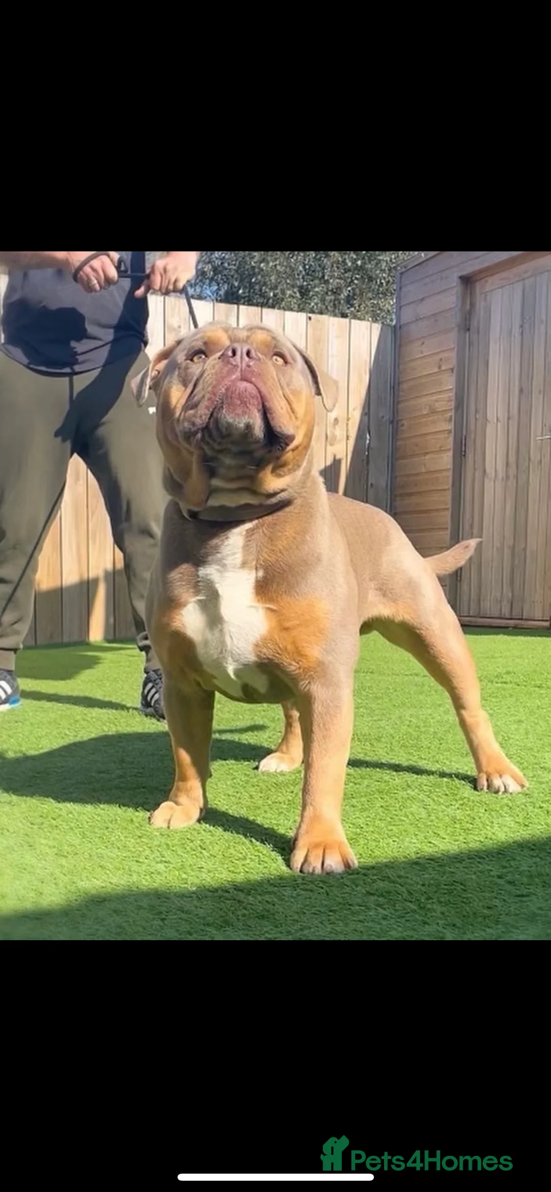 Olde English Bulldogge dogs for stud: 💥olde English bulldog stud💥 - Advert 7