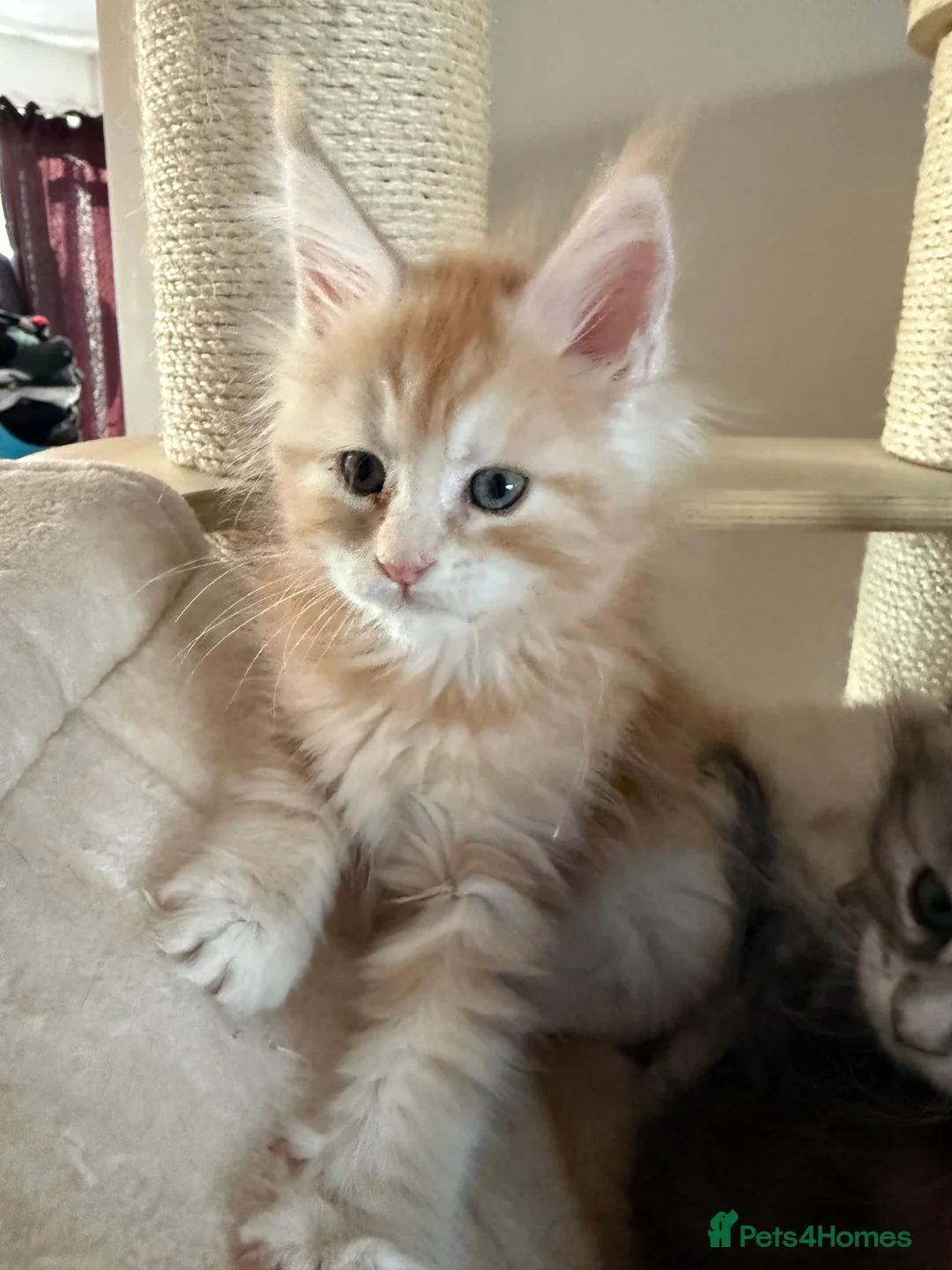 Maine Coon cats for sale: 7 beautiful Maine coon full breed kittens  - Advert 14