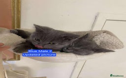 British Shorthair cats for sale: Last Blue Male left! British Shorthair Kittens  - Image 8
