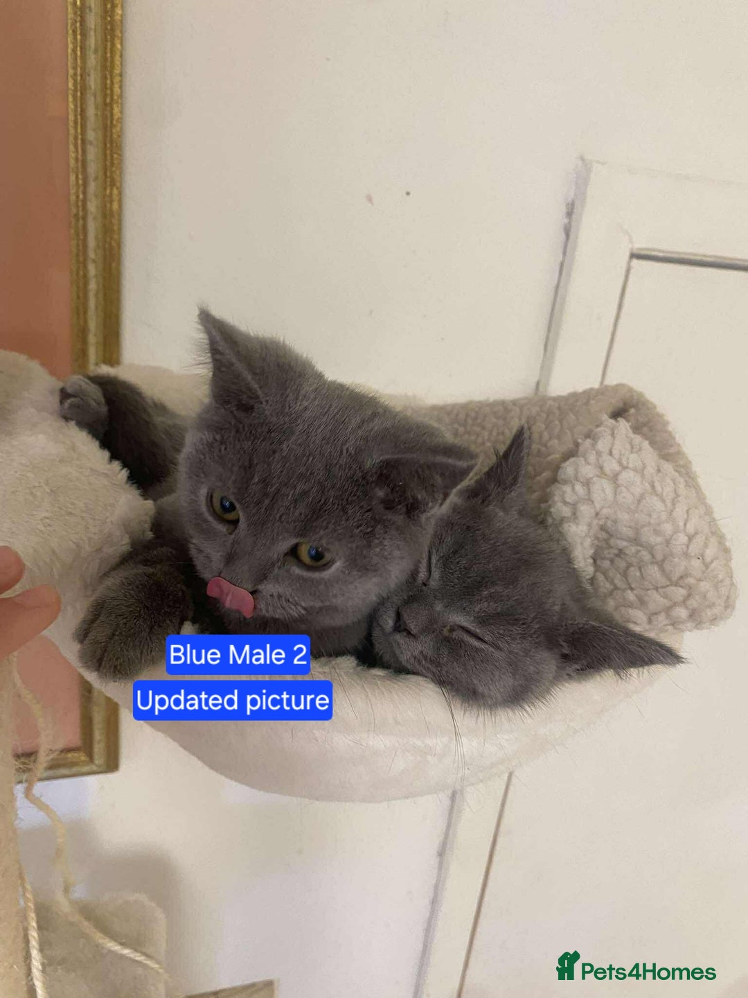 British Shorthair cats for sale: Last Blue Male left! British Shorthair Kittens  - Image 8