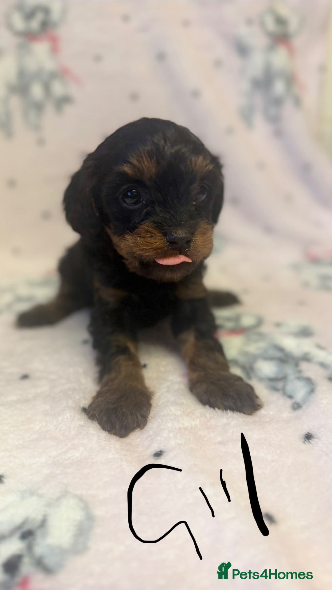 Cavapoo dogs Gorgeous Cavapoo Puppies 🐶 - Advert 13