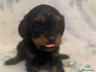 Cavapoo dogs Gorgeous Cavapoo Puppies 🐶 - Advert 13
