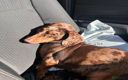 Miniature Dachshund dogs for sale: Dachshund for Rehoming  in Morecambe - Advert 8