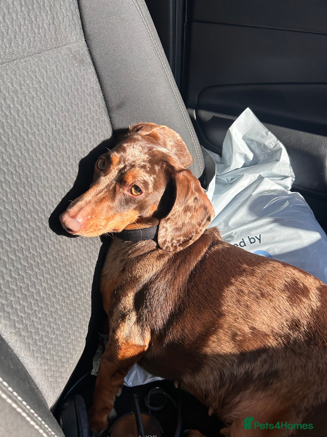 Miniature Dachshund dogs for sale: Dachshund for Rehoming  in Morecambe - Advert 8