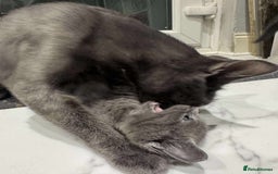 British Shorthair cats for sale: Blue British short haired kittens - Image 8