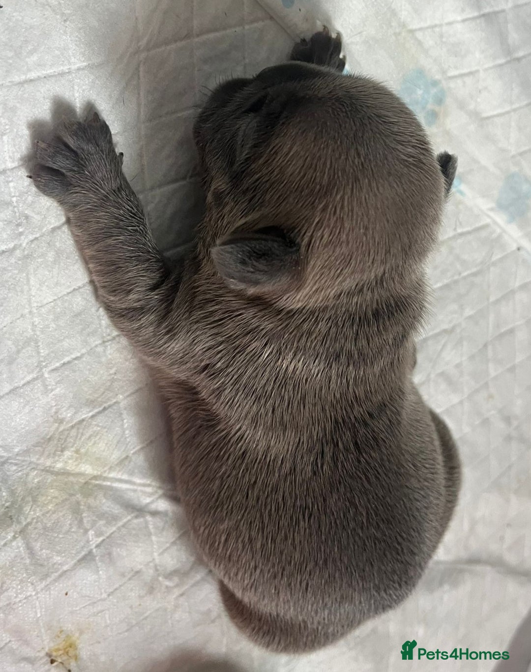 French Bulldog dogs for sale: 7 Stunning Babies ❤️💙 - Image 13