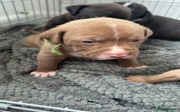 Mixed Breed dogs for sale: Puppies for sale  - Image 2